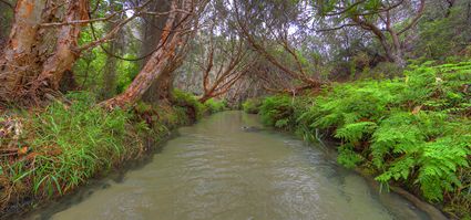 Eli Creek - Fraser Island - QLD T (PB5D 00 U3A0985)
